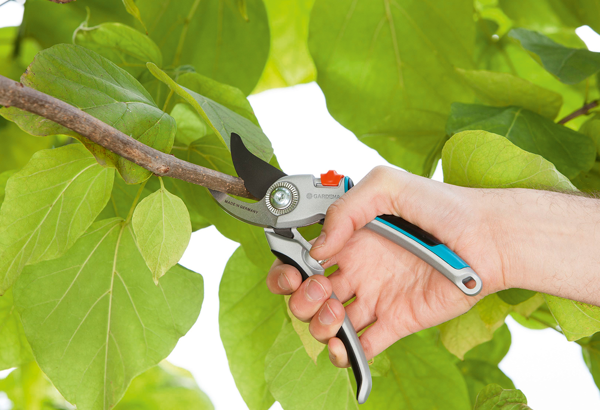 Παρουσιάζει το κλαδευτήρι σε χρήση